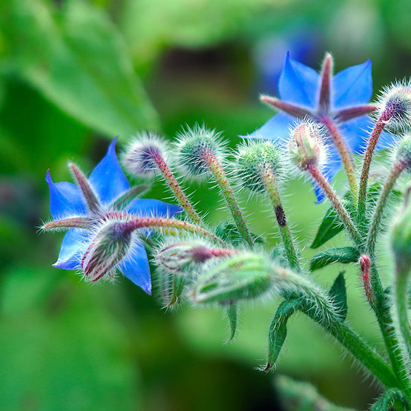 Borage Herb