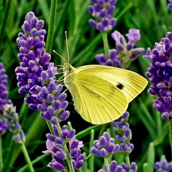 Lavender - Happy Seeds Shop