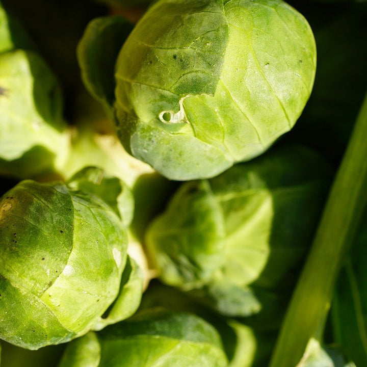 Brussel Sprouts long island improved - Happy Seeds Shop