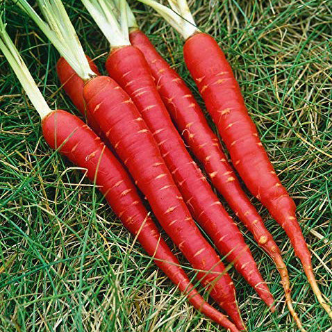Carrot Deep red