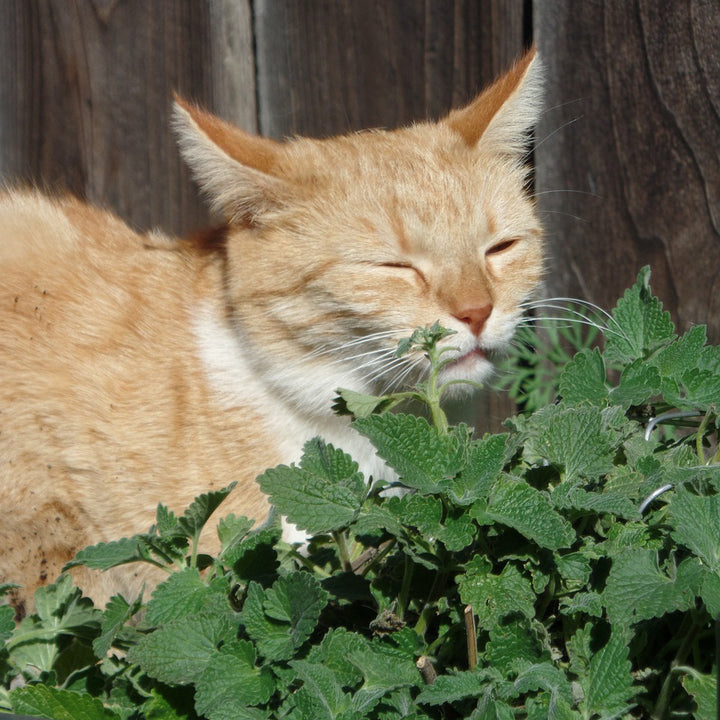 Catnip Herb - Happy Seeds Shop