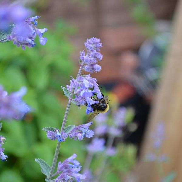 Catnip Herb - Happy Seeds Shop