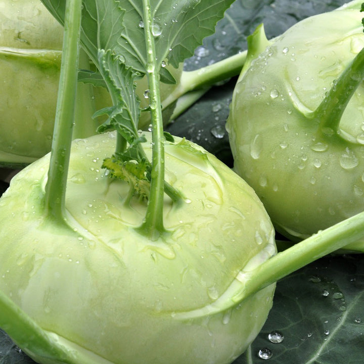 Kohlrabi White Vienna - Happy Seeds Shop