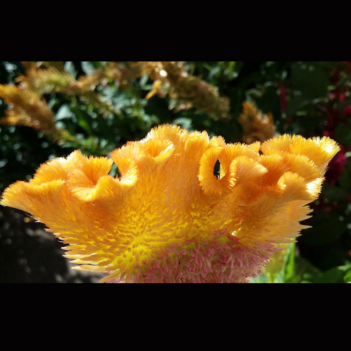 Cockscomb tall Mix | 80+ seeds - Happy Seeds Shop