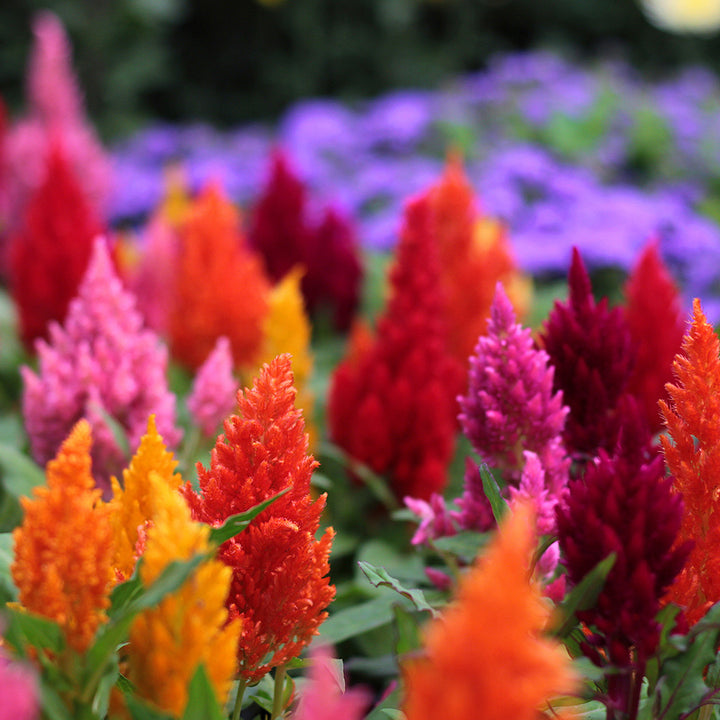 Colorful celosia  flowers with a blurred background
