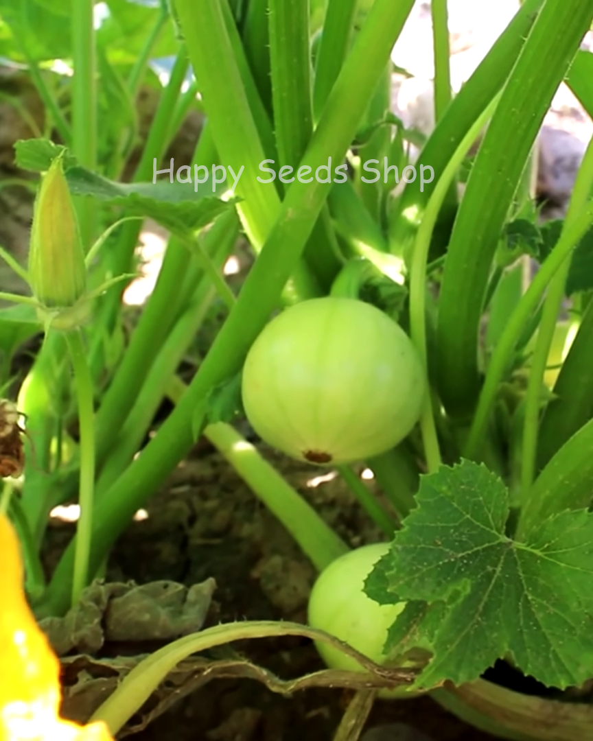 Chappan Kaddu Desi | 15 Seeds - Happy Seeds Shop