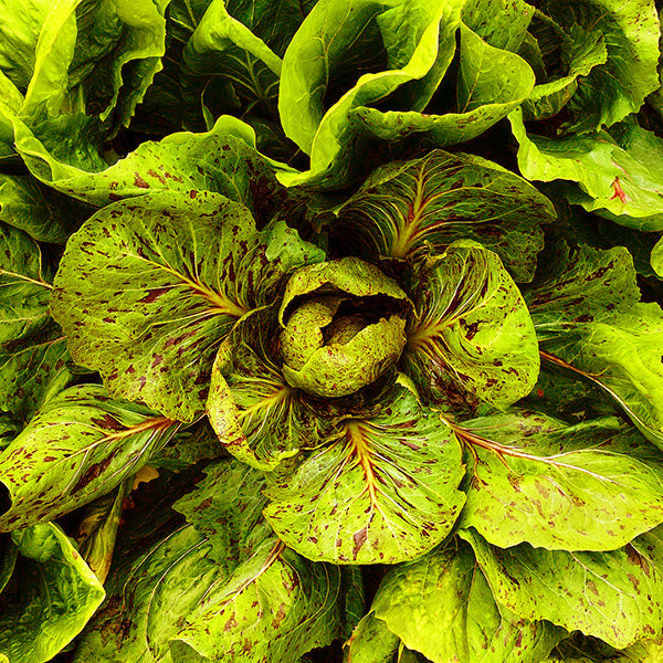 Variegated leaf Chicory - Happy Seeds Shop