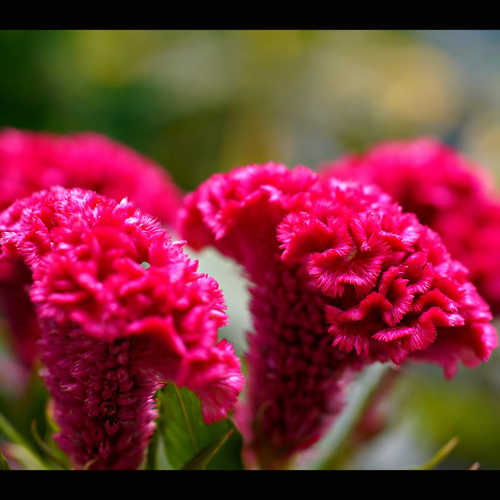 Cockscomb tall Mix | 80+ seeds - Happy Seeds Shop