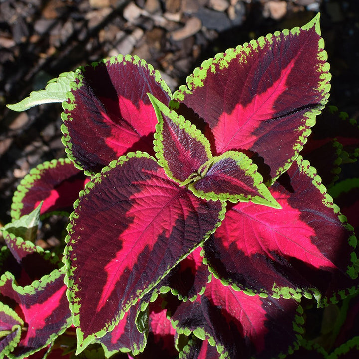 Coleus Rainbow mix, Close up of coleus plant, red chocolate, green mix leaves 