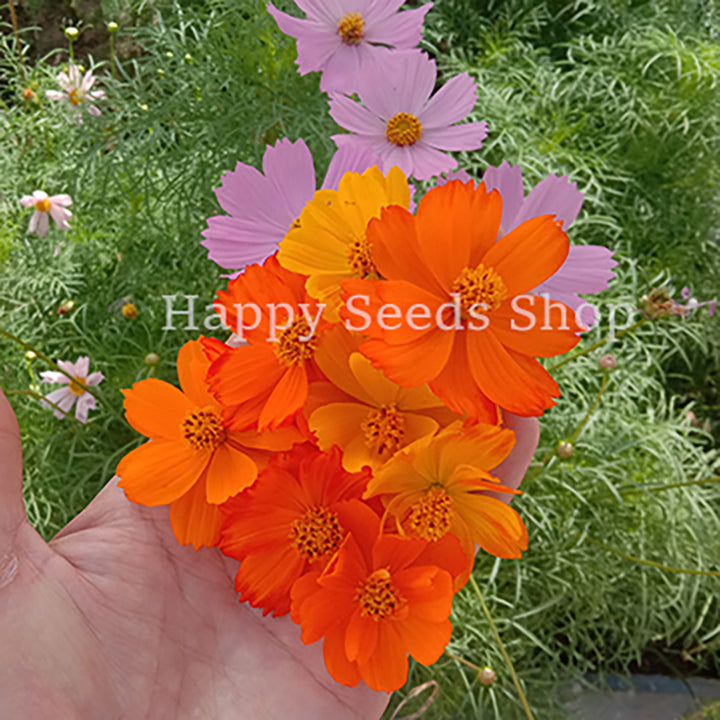 Cosmos Bright Lights mixture | 20+ Seeds - Happy Seeds Shop