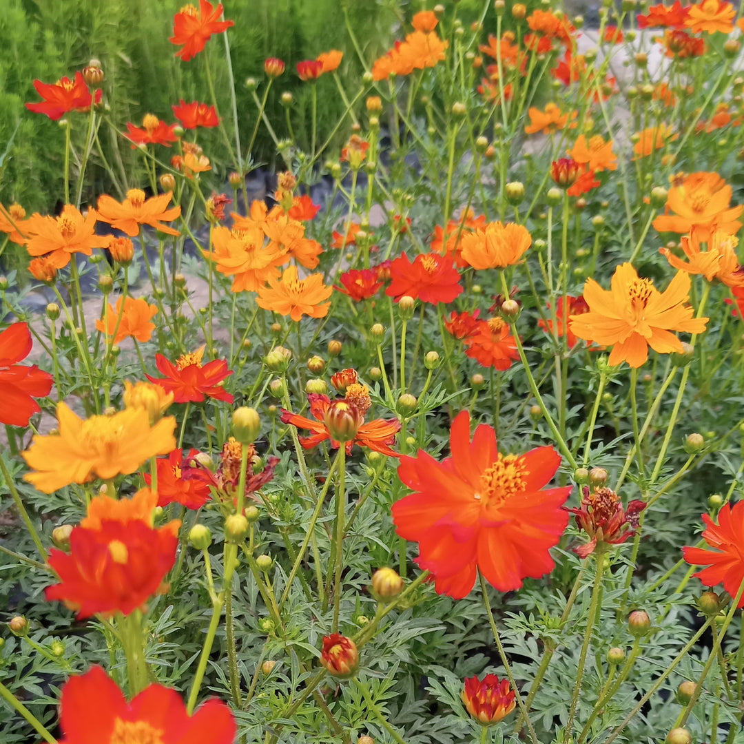 Cosmos Bright Lights mixture | 20+ Seeds - Happy Seeds Shop