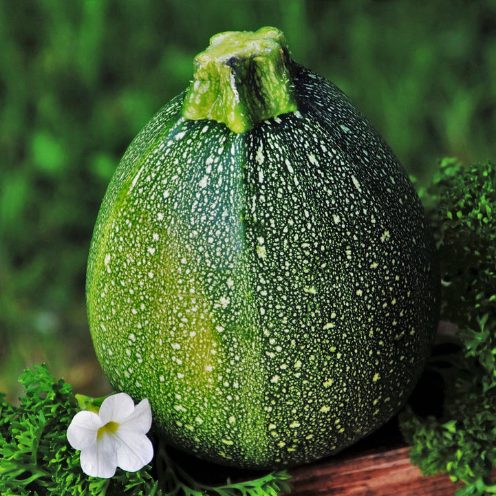 Dark green zucchini | Round