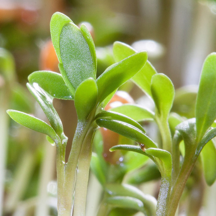 Garden Cress Seeds