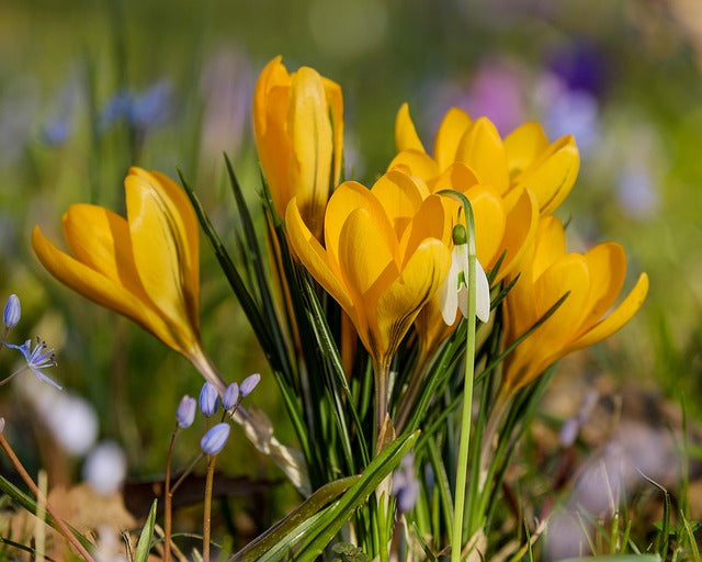 Crocus bulbs | 4 bulbs in mix colors - Happy Seeds Shop