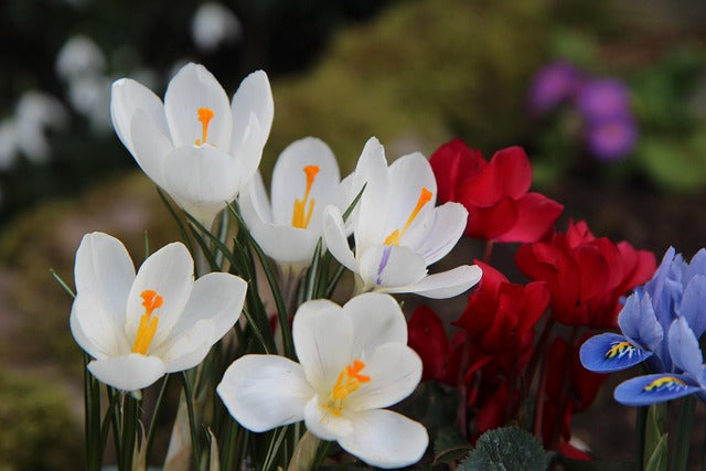 Crocus bulbs | 4 bulbs in mix colors - Happy Seeds Shop