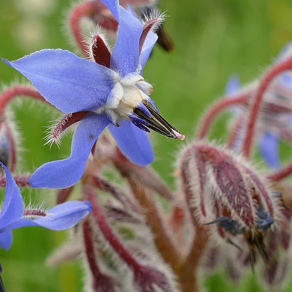 Borage Herb