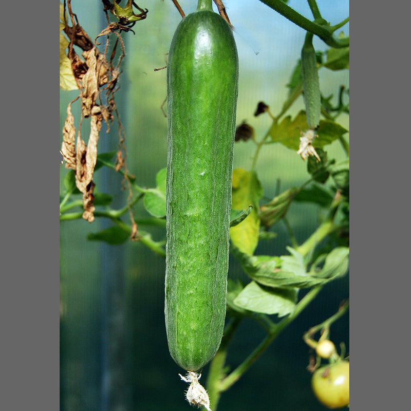 Cucumber Carfour Thailand| Hybrid