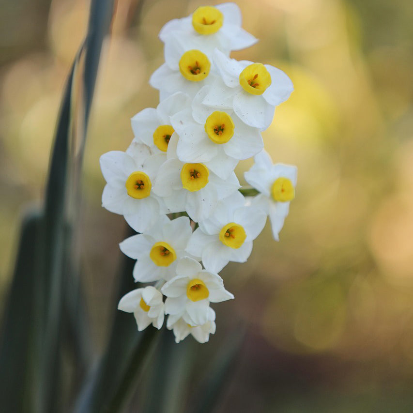 Daffodil (Gul e Nargis) Bulbs | 6 Bulbs in mix colors |  Fragrant flowers