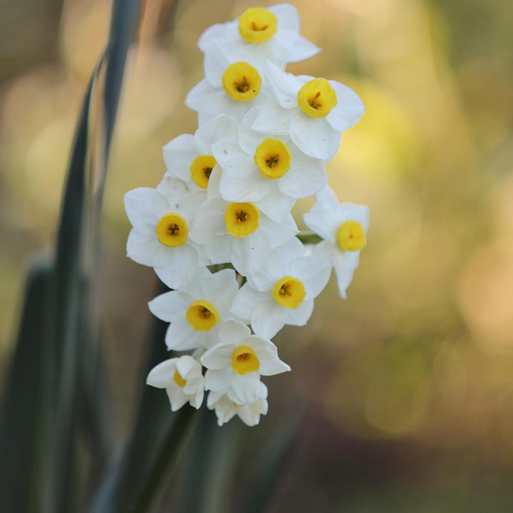 Daffodil (Gul e Nargis) Bulbs | 6 Bulbs in mix colors |  Fragrant flowers