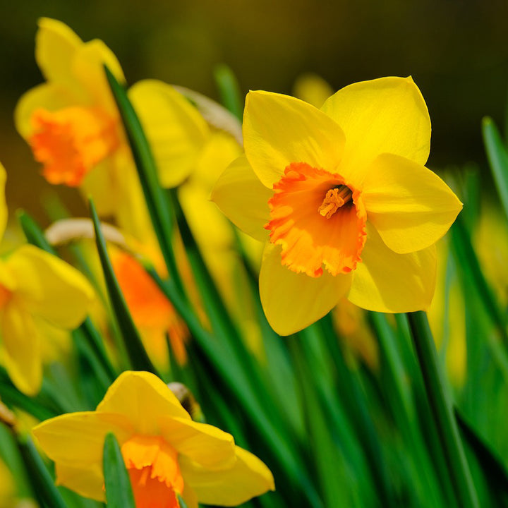 Daffodil (Gul e Nargis) Bulbs | 6 Bulbs in mix colors |  Fragrant flowers
