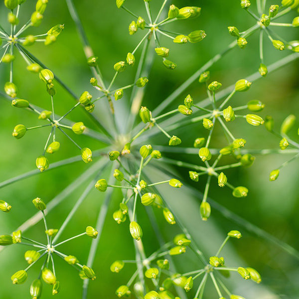 Dill Herb - Happy Seeds Shop