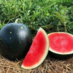 Watermelon Red Round | Augusta Hybrid