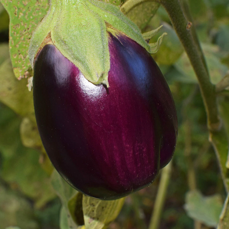 Egg Plant Oval purple | Hybrid