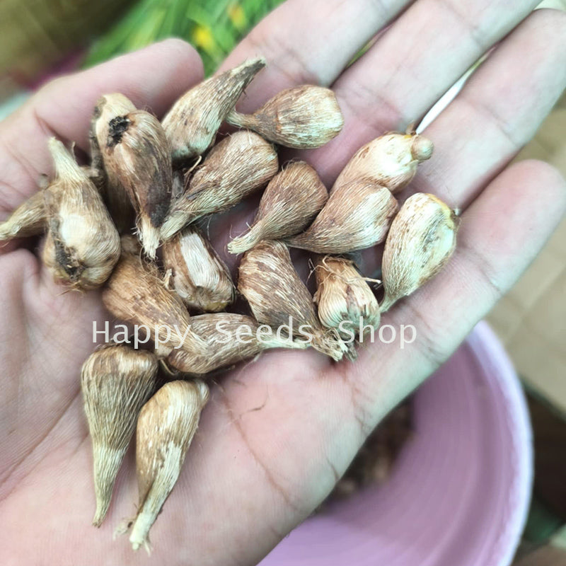 Freesia flower corms | 4 Corms in mix colors | Fragrant flowers