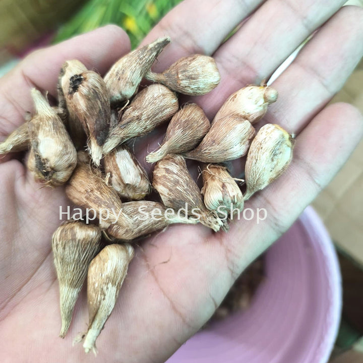 Freesia flower corms | 4 Corms in mix colors | Fragrant flowers