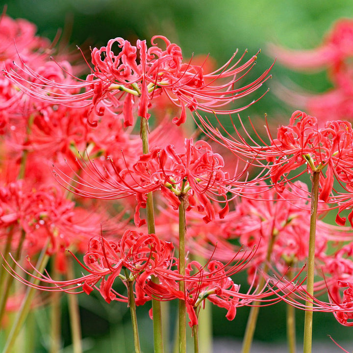 Red spider lily 1 Bulb | Lycoris radiata