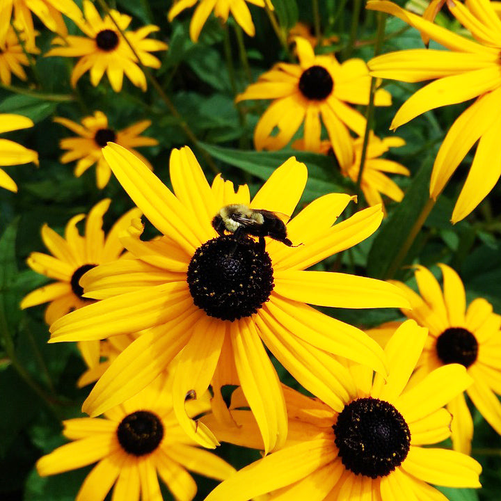 Rudbeckia Hirta - Happy Seeds Shop
