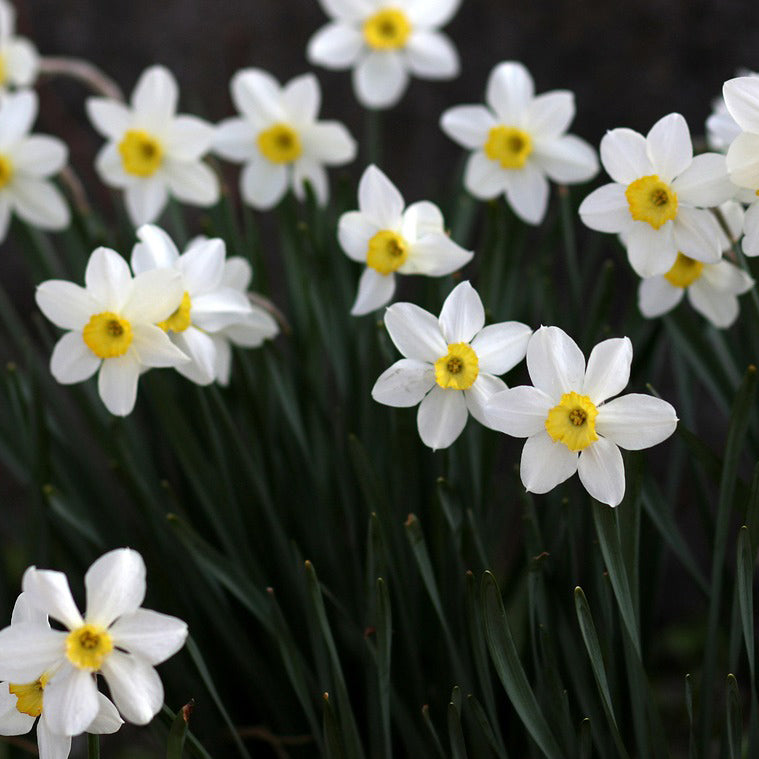 Daffodil (Gul e Nargis) Bulbs | 6 Bulbs in mix colors |  Fragrant flowers