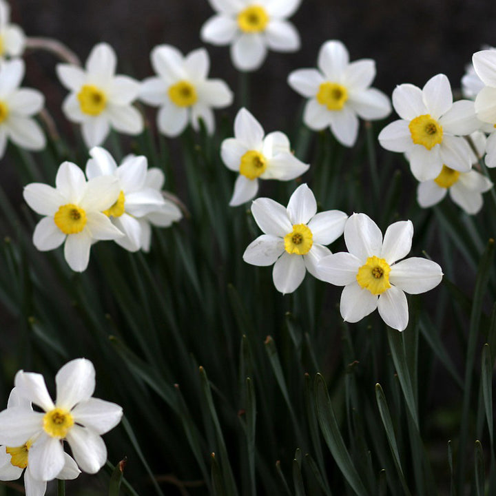 Daffodil (Gul e Nargis) Bulbs | 6 Bulbs in mix colors |  Fragrant flowers