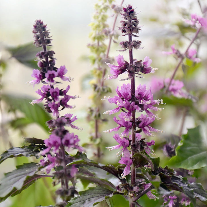 Basil Dark Purple Opal - Happy Seeds Shop