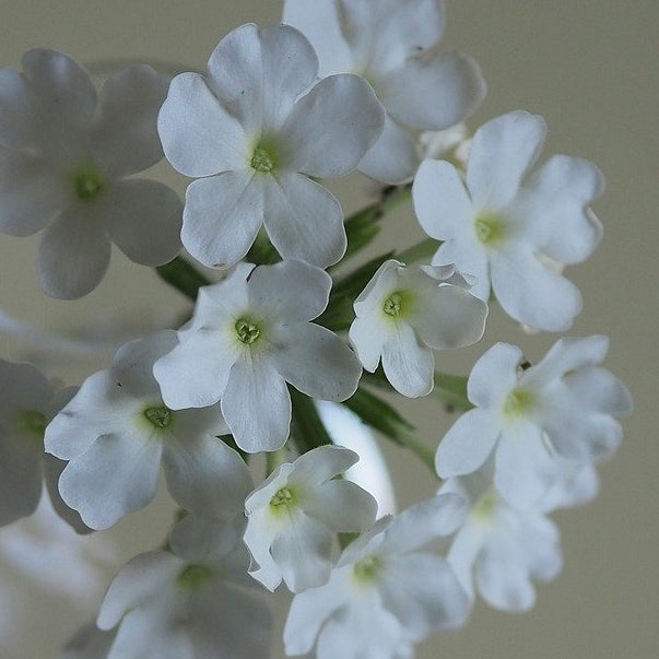 Verbena Quartz mix - Happy Seeds Shop