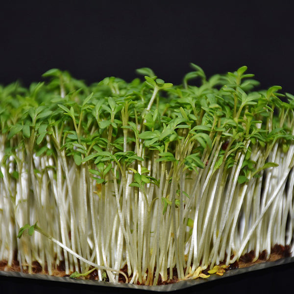 Garden Cress Seeds