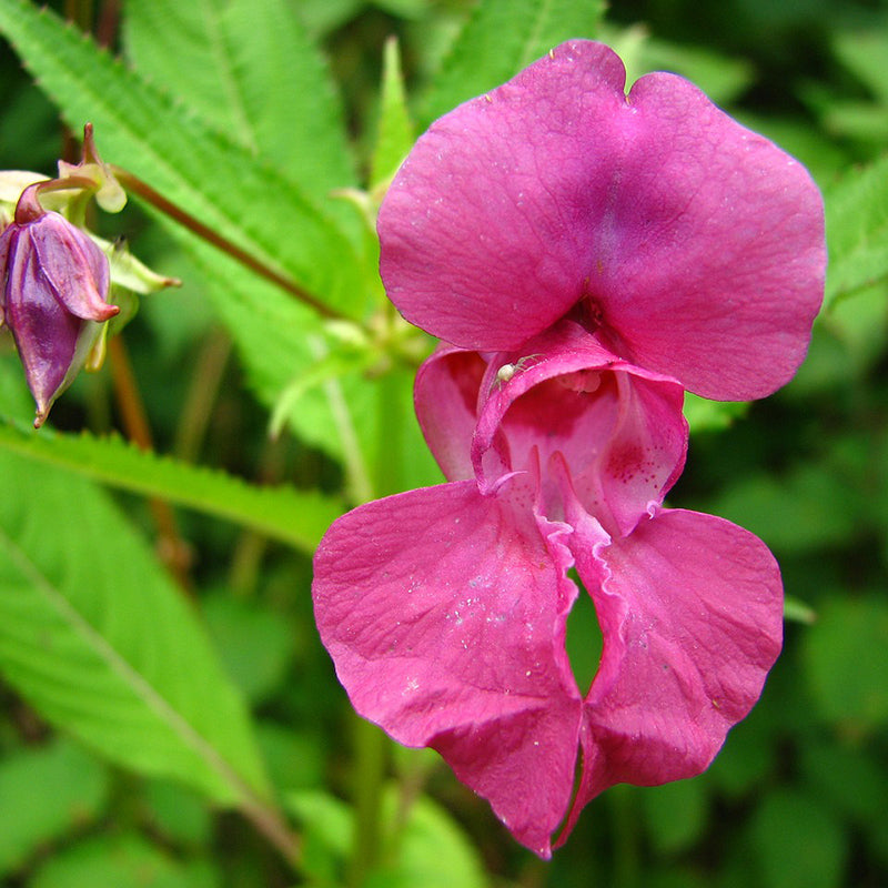 Balsam Camellia mix - Happy Seeds Shop