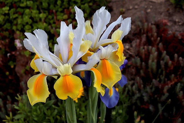 Dutch iris 4 Bulbs in mix colors | Iris × Hollandica,