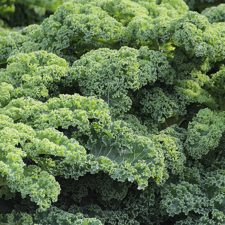 Curled Kale - Happy Seeds Shop