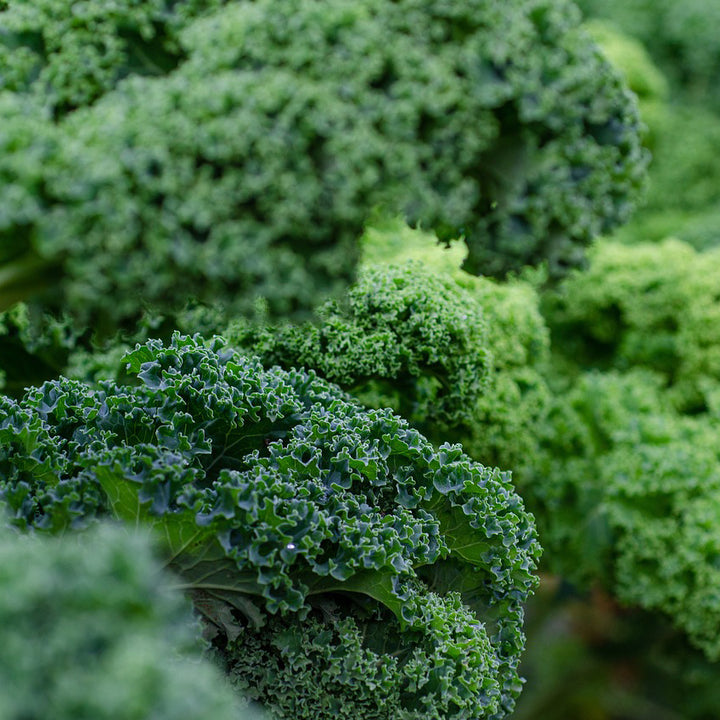 Curled Kale - Happy Seeds Shop