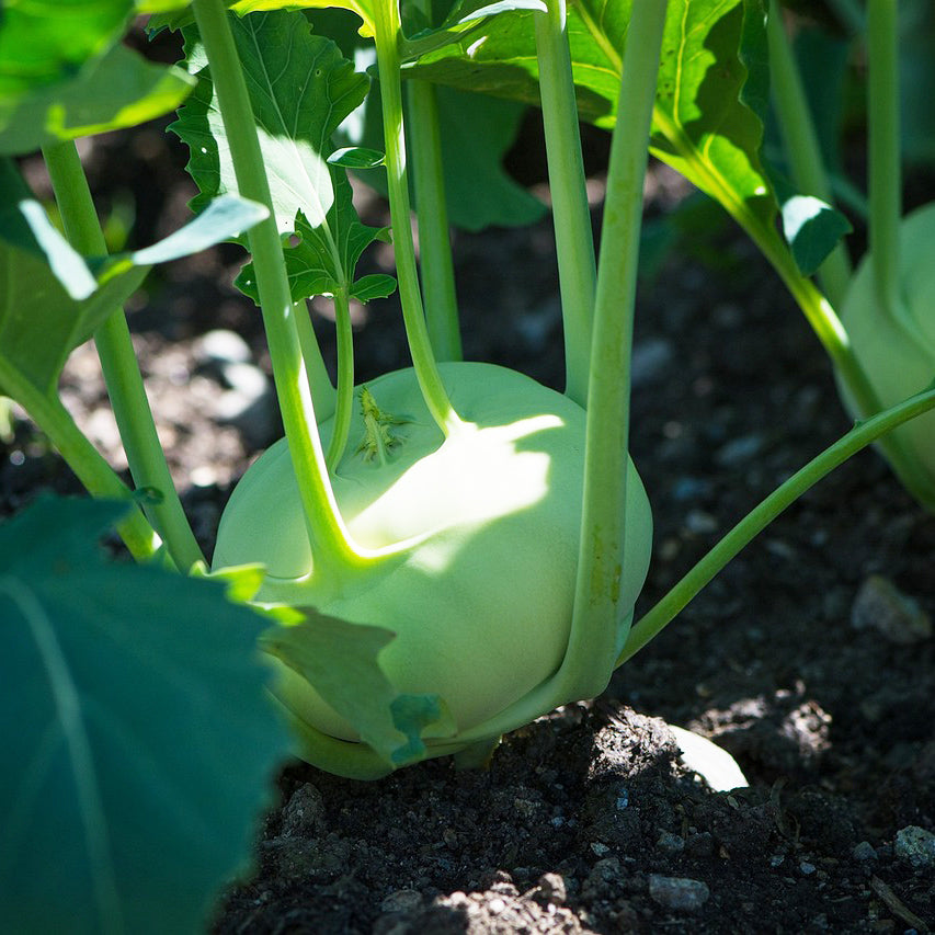 Kohlrabi White Vienna - Happy Seeds Shop