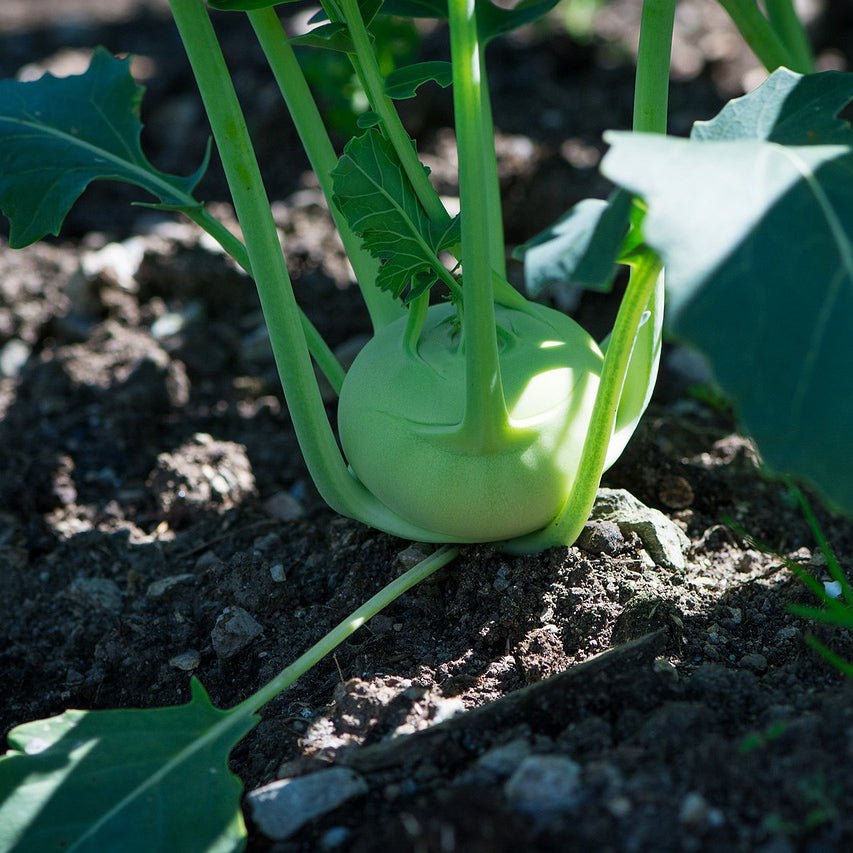 Kohlrabi White Vienna - Happy Seeds Shop