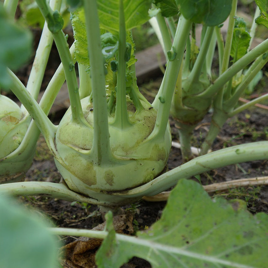 Kohlrabi White Vienna - Happy Seeds Shop