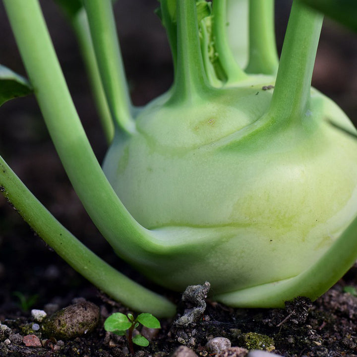 Kohlrabi White Vienna - Happy Seeds Shop