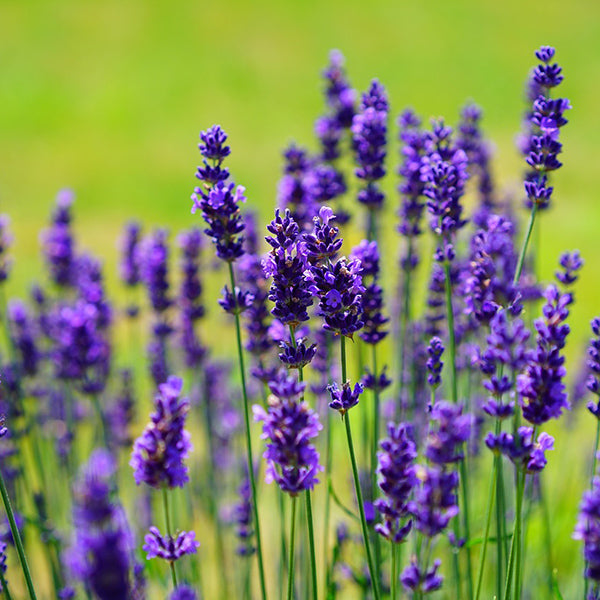 Lavender - Happy Seeds Shop