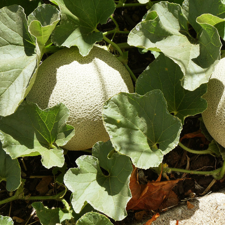 Cantaloupe | Melon - Happy Seeds Shop