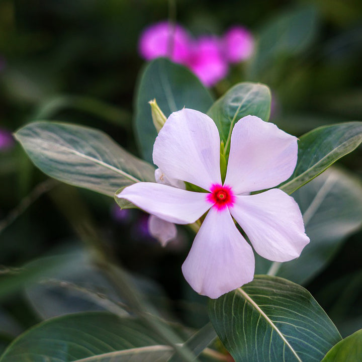 Vinca Mix - Happy Seeds Shop