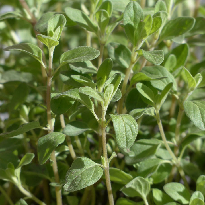 Sweet Marjoram