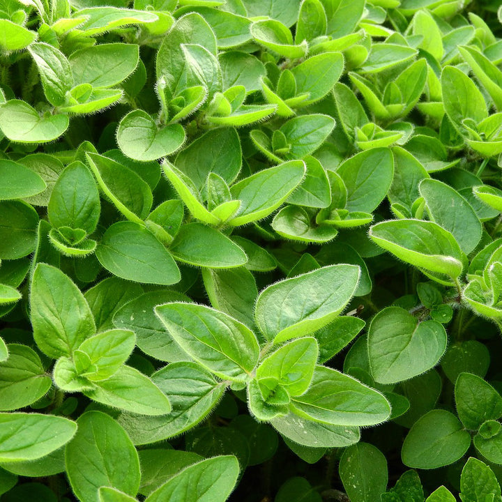 Sweet Marjoram