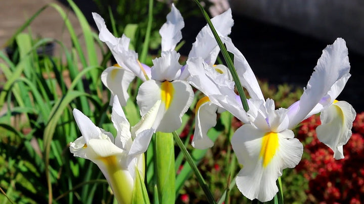Dutch iris 4 Bulbs in mix colors | Iris × Hollandica,